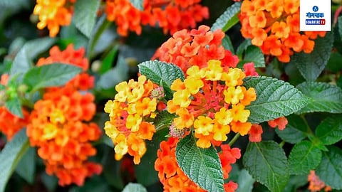 Lantana camara Ghaneri 