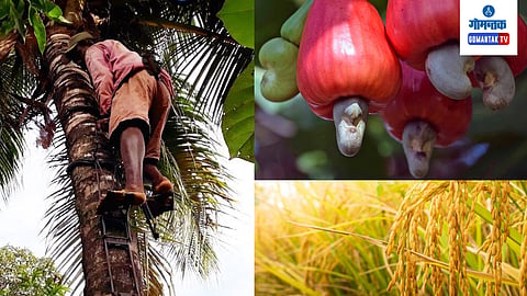 Goa Farmer