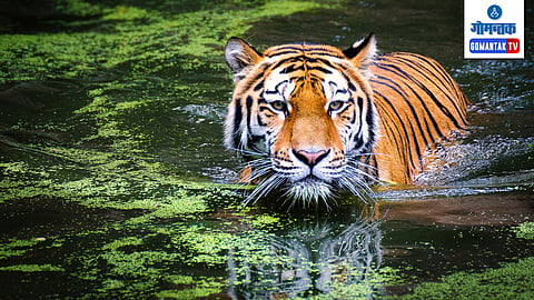 Mahadayi Tiger Reserve 