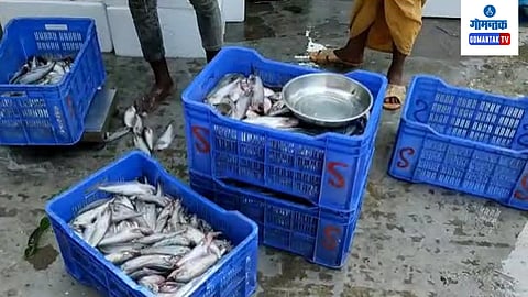 Fish 