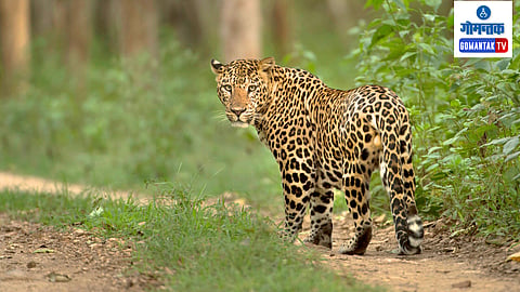 Leopard in Mulgao 