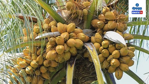 coconut tree in goa 