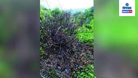 Goa Farming