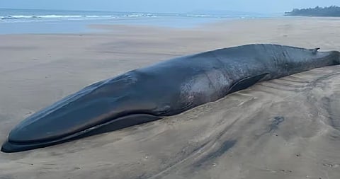Ganpatipule Whale Fish