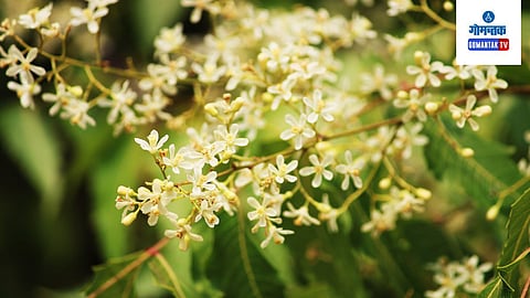 Neem Flower Benefits
