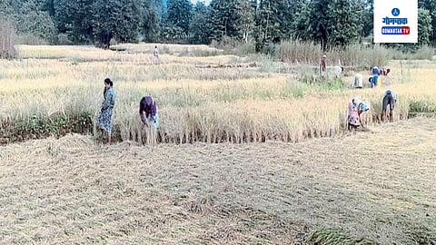 Rice cutting problem 