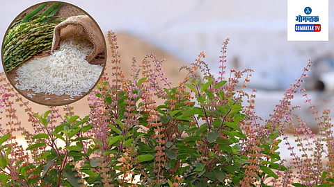 Tulsi Vivah 2023