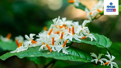 Parijat Flowers