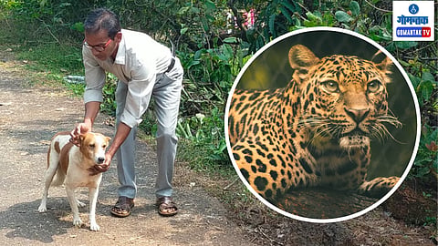 Goa Leopard attack on Dog 