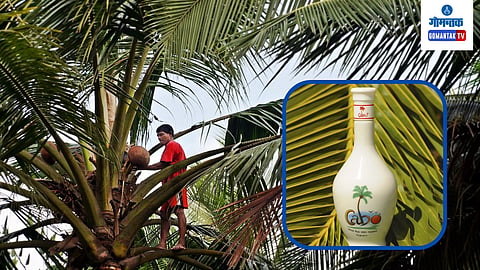 Coconut Feni Goa