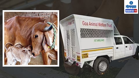 Animal Ambulance 