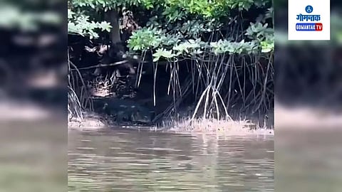 World Biggest Crocodile in Malaysia