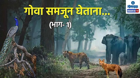 Wildlife 