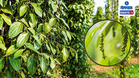 Black Pepper Farming