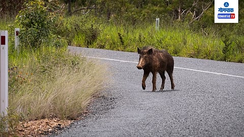 Wild Boar