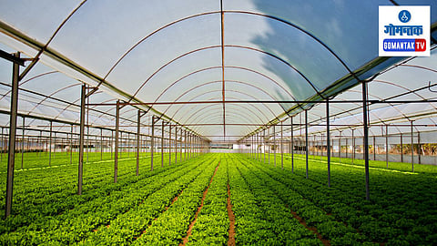 Goa Farming: 