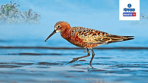 Bird 