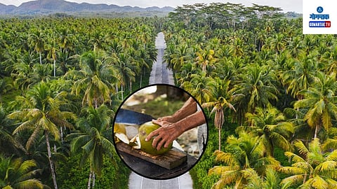Goa Farming