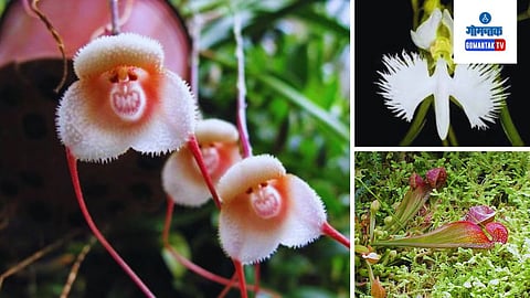 Unique Flowers