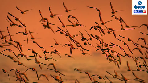 Goa Bird Migration