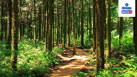 Goa Forest News