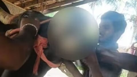 Viral Video: जेव्हा माणूस जनावर होतो... बैलाला बळजबरीने खाऊ घातला जिवंत कोंबडा, YouTuber विरोधात गुन्हा