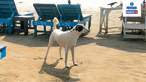 Stray Dogs On Goa Beach