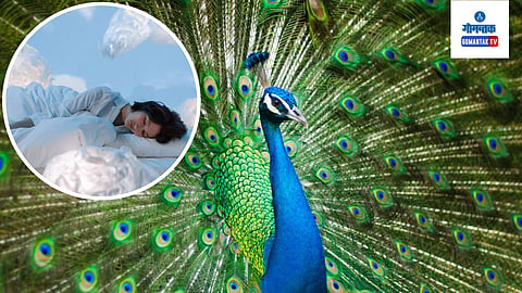 Peacock