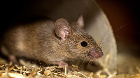 Rats In ICU