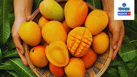 Goa Mankurad Mango