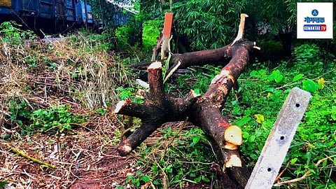 Tree Cutting