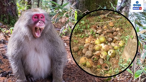 Red Mouth Monkey
