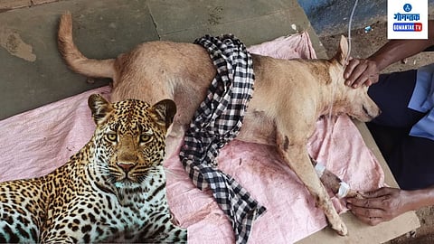 Leopard In Goa