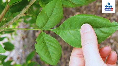 Bel Patra Che Fayde (Benefits Of Beal Leaf in Marathi)