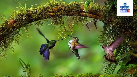 Bird Conservation 