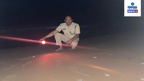 Goa Turtle 