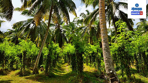 Tropical Spice Plantation