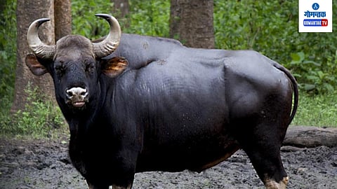 Gaur 