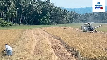 Rice Harvesting :