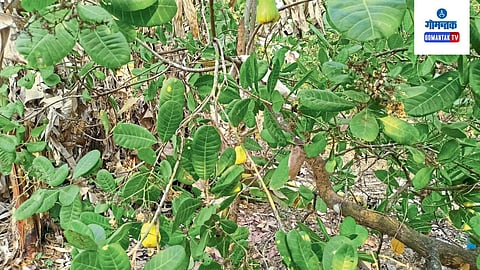 Sattari 