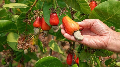 Cashew Fest Goa 2024 Season 2