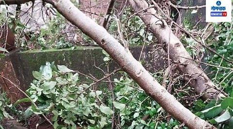 Panjim News: गेल्यावर्षीसुद्धा या ठिकाणी नीरफणसाचे झाड पाडून मोठे नुकसान झाले होते