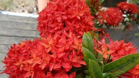 Goa State Flower: फूलांची दुनिया! गोव्याचं राज्य फूल तुम्हाला माहितीये का? 