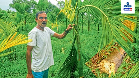 Goa