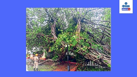 Tree Collapses In Bicholim: वादळी पावसाच्या तडाख्यामुळे आज डिचोलीत विविध भागात झाडांची पडझड झाली