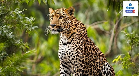 Sattari Leopard: सत्तरी तालुक्यात वन्य प्राणी शेती, बागायतींचे नुकसान करीत असतानाच दुसरीकडे आता बिबट्यासारखे वन्यप्राणी गावातील पाळीव प्राण्यांना भक्ष करीत आहेत.  