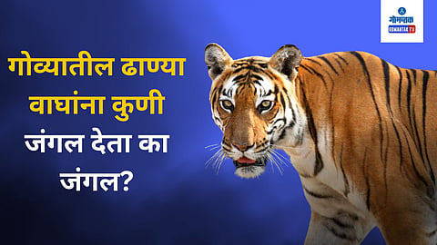 International Tiger Day 