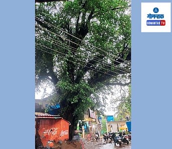 Dangerous Trees: सोसाट्याच्या वाऱ्याने केव्हाही कोसळण्याची भीती; वडाच्या पारंब्यांचा रस्त्यावरच विस्तार 