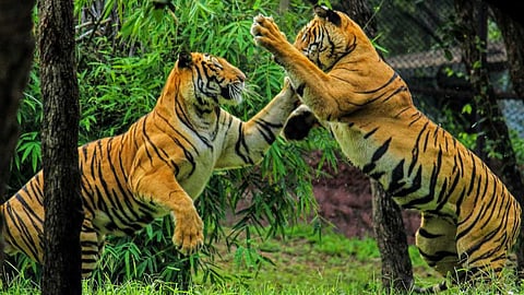Goa Cotigao Wildlife Sanctuary:  सफर... कोटिगाव वन्यजीव अभयारण्याची! गोव्याला जाल बिलकुल विसरु नका