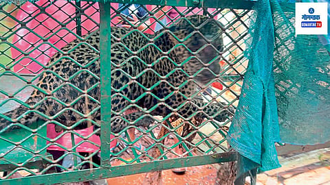 Chopdem: बिबटा नर जातीचा असून तो सुमारे तीन वर्षांचा आहे; दोन दिवस बिबट्याने लावलेल्या सापळ्याला दाद दिली न्हवती 